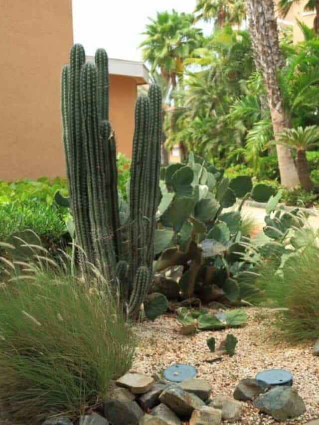 Best Desert Plants For A Beautiful Landscape