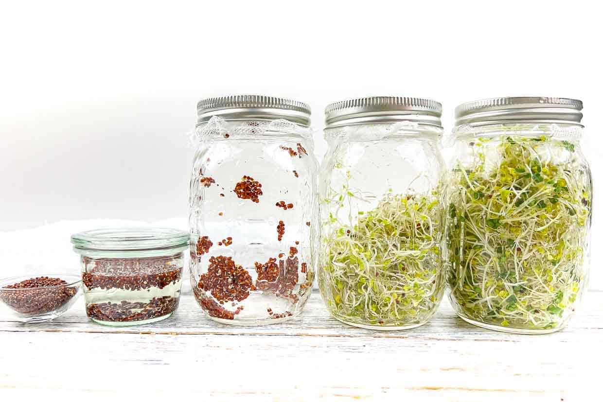 5 jars of sprouted broccoli seeds every day.