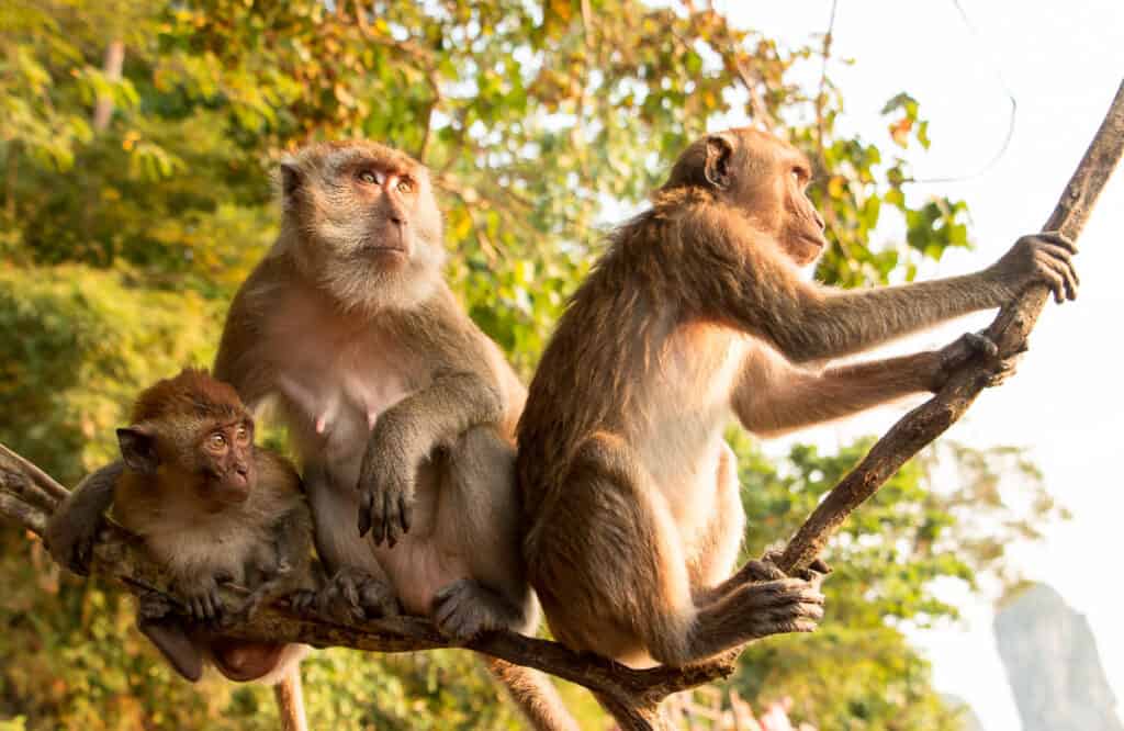 Monkeys sitting in a tree.