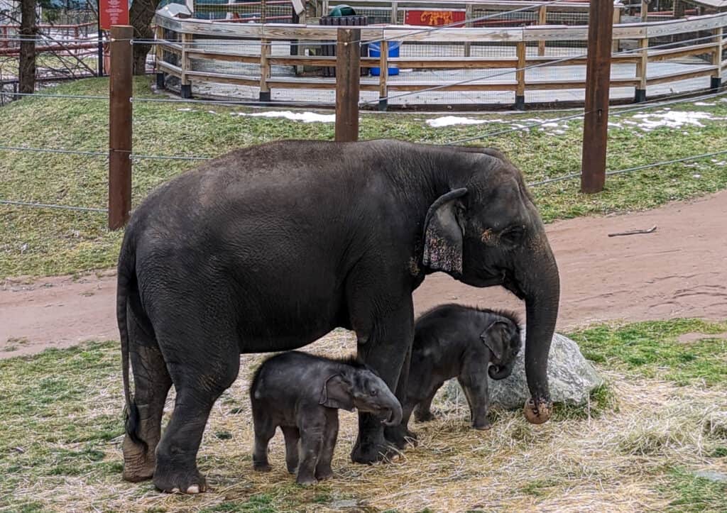 twin baby elephants at Syracuse zoo.