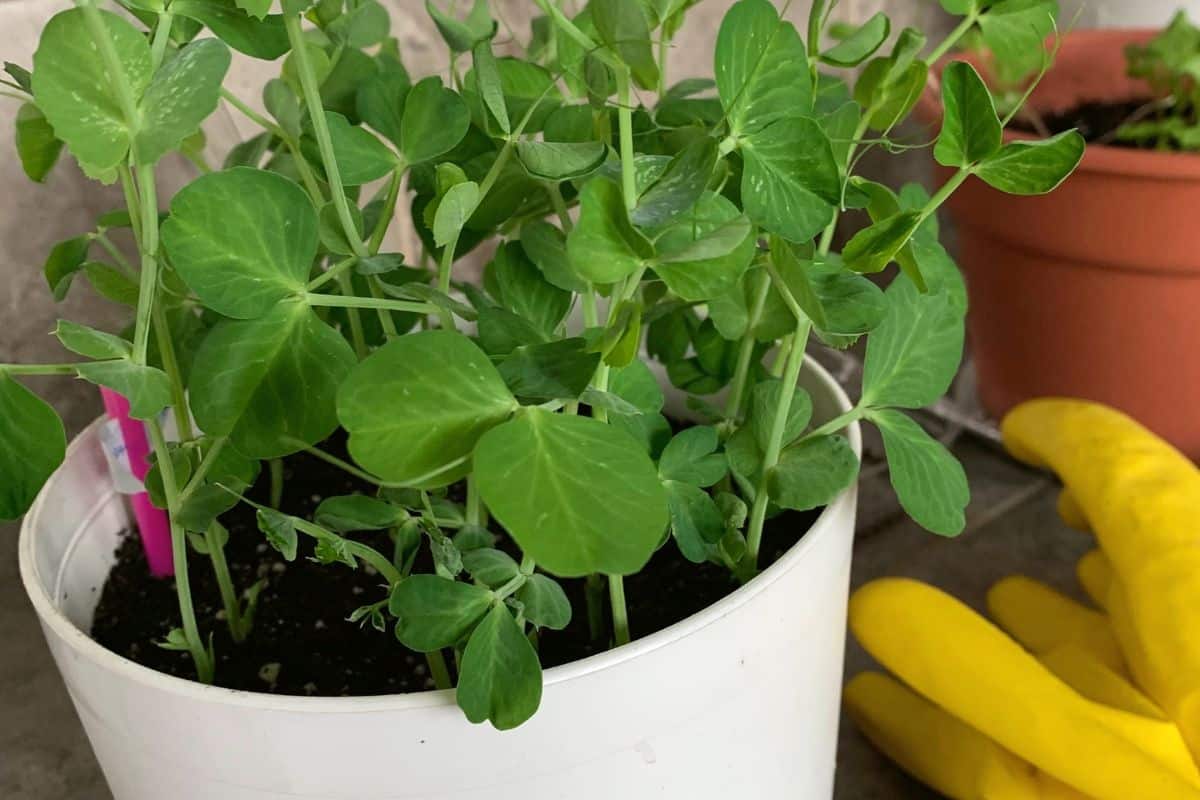 Herbs in a white pot.