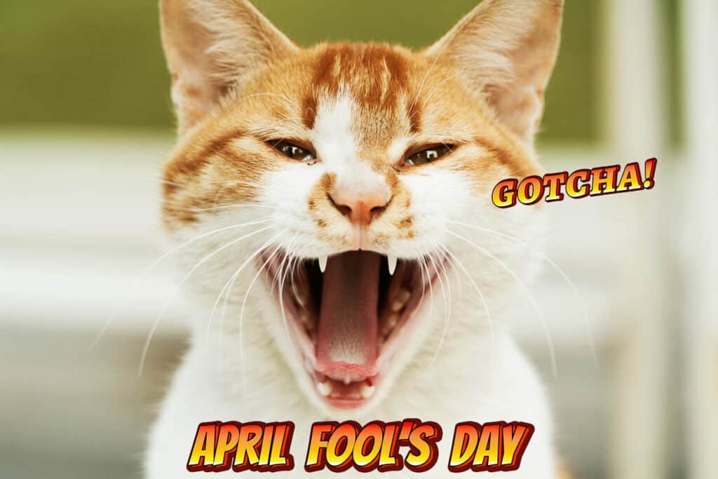 April Fools Day, Gotcha, portrait of white-light brown cat scream
