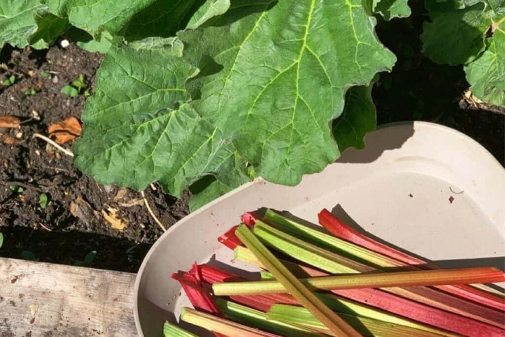 Tray of fresh rhubarb grown in a backyard homesteading garden