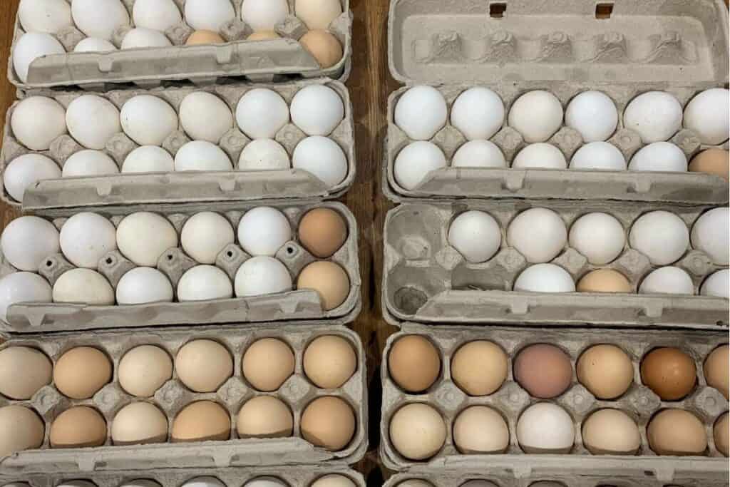 Seven dozen farm fresh eggs in cartons.