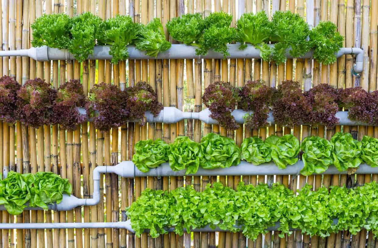 Rows of lettuce planted in horizontal pipes on a bamboo fence.