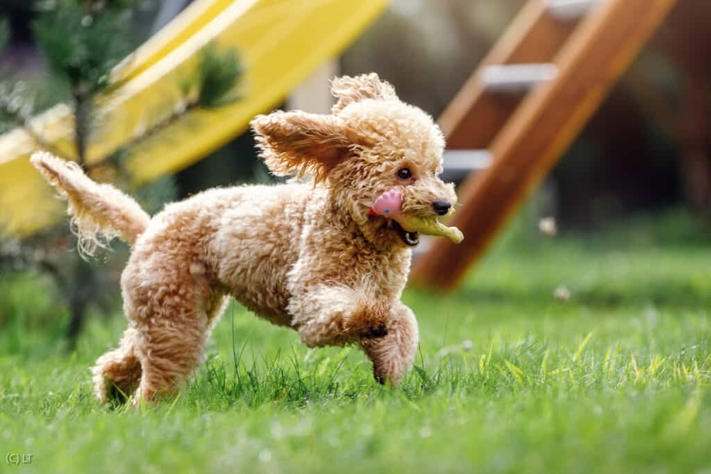Poodle running with a toy in his mouth.