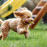 Poodle running with a toy in his mouth.