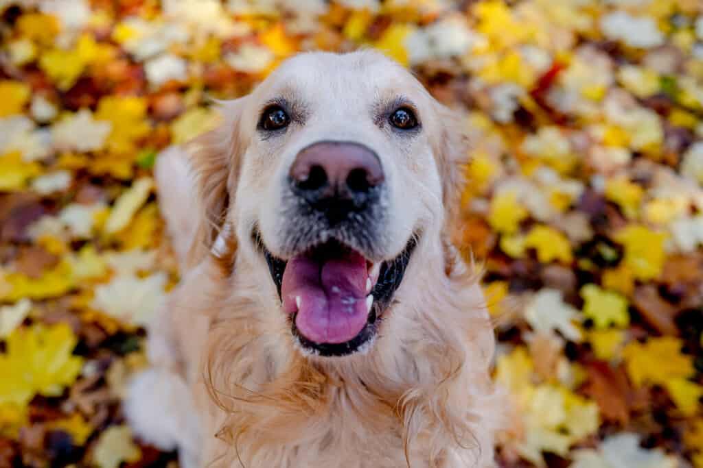 the-11-friendliest-dog-breeds-to-steal-your-heart