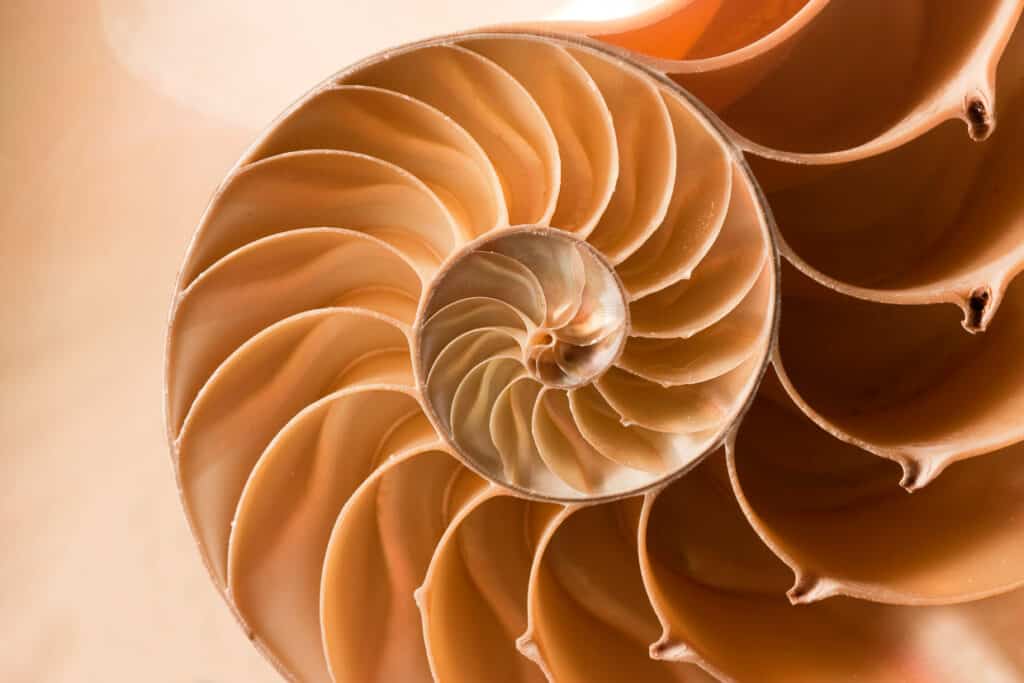 A closeup of a nautilus shell.