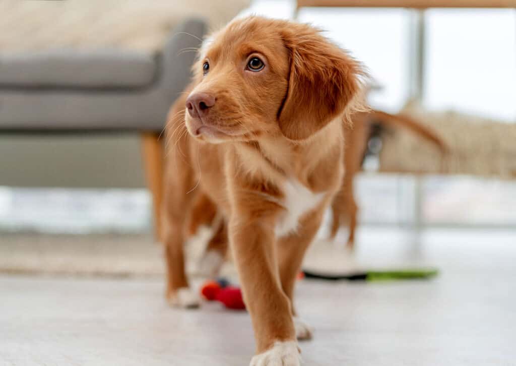 Duck toller puppy in a living room.