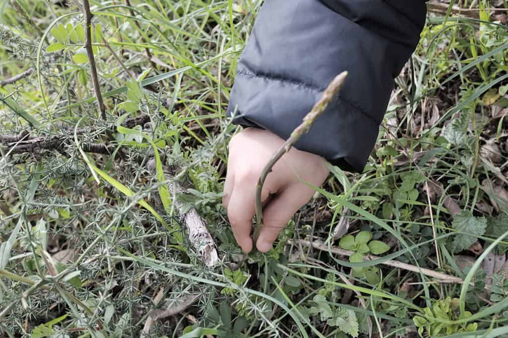 Picking Wild Asparagus