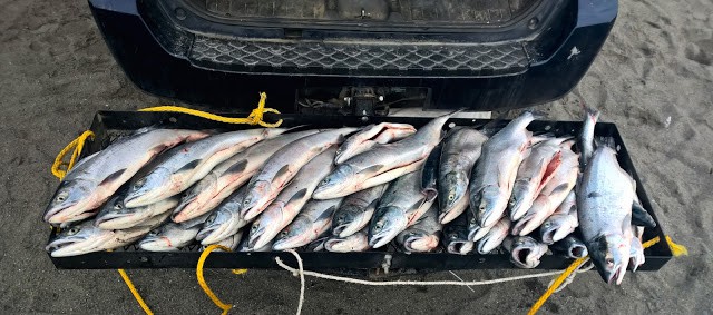 Dipnet caught salmon on a hitch hauler, Kenai Alaska. 