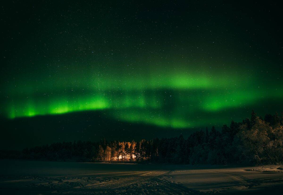 Green aurora borealis lights swirl in the night sky above a silhouetted forest with tall pine trees, creating a magical scene perfect for a northern lights trip.