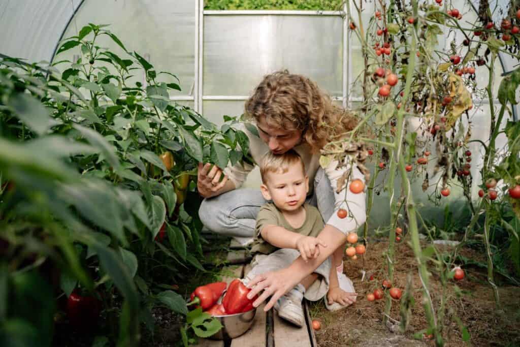 Mom and small child picking peppers in garden.