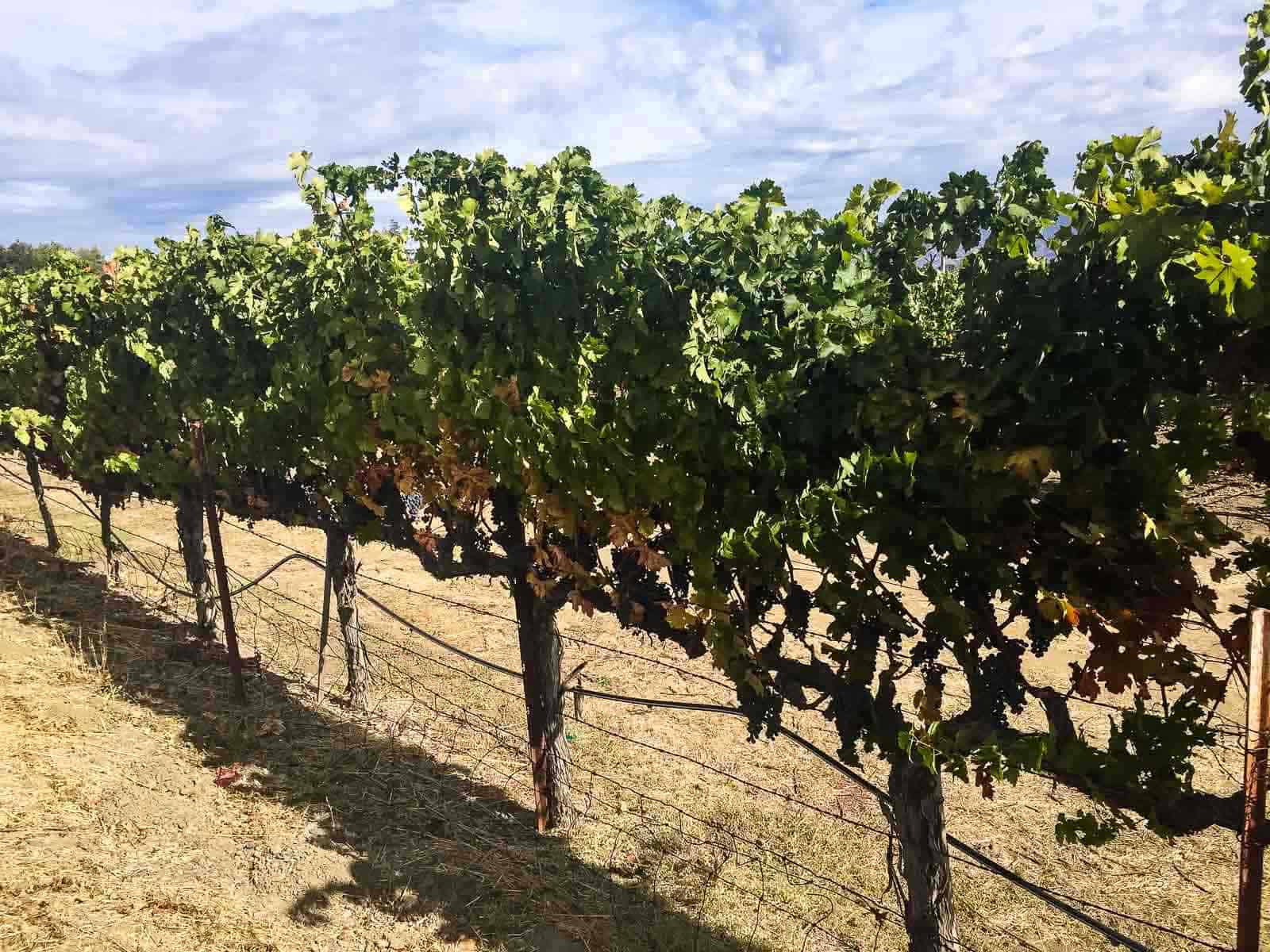 Vineyard in summertime, with green leaves, purple grapes, dry grass, and blue skies. 