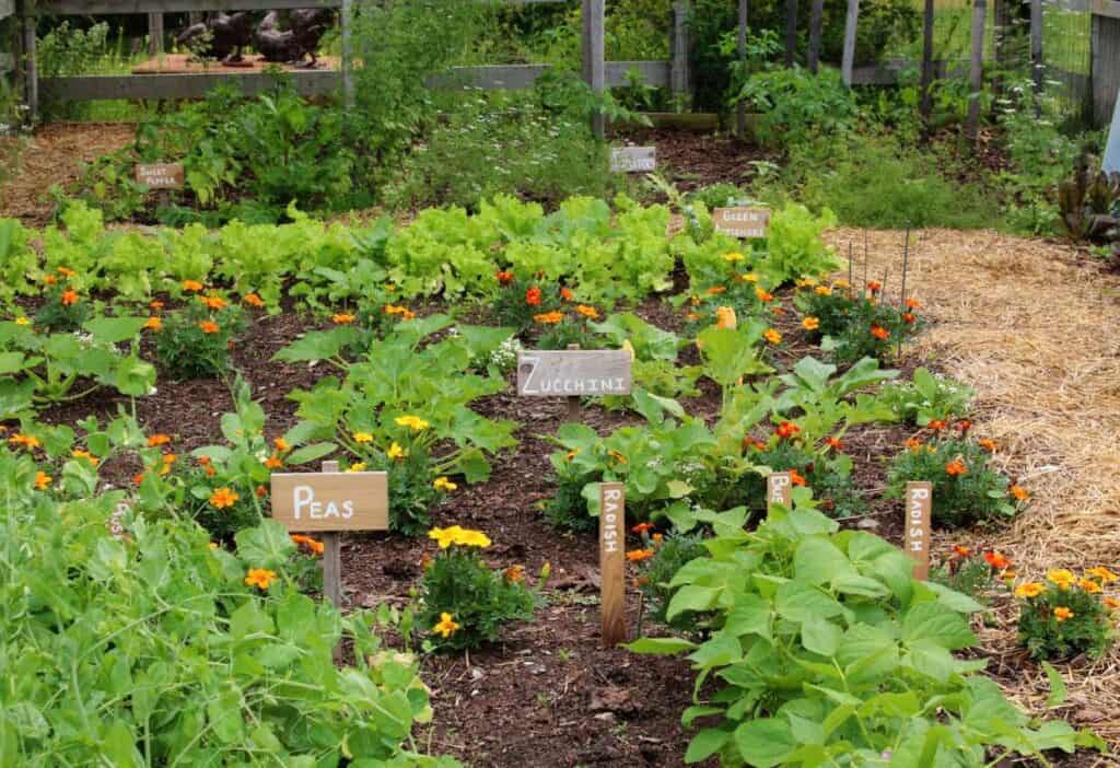 Potager garden with mixed vegetables and edible flowers.
