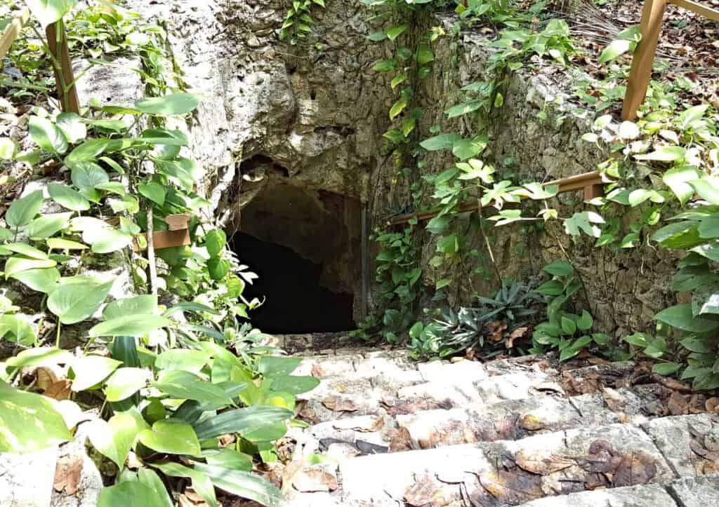 Image of old stone steps lined with vines descending into an underground cave.