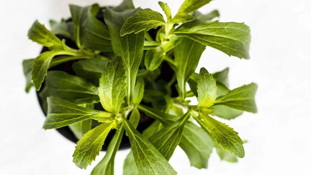 Stevia Plant from above