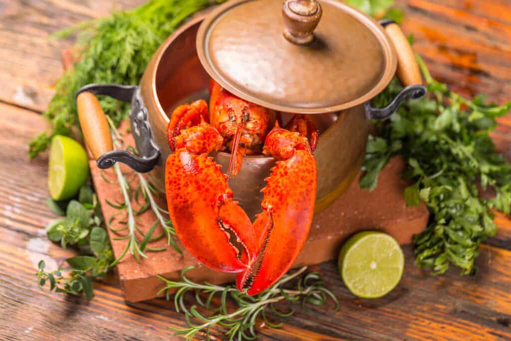 Boiled lobster in copper pot.