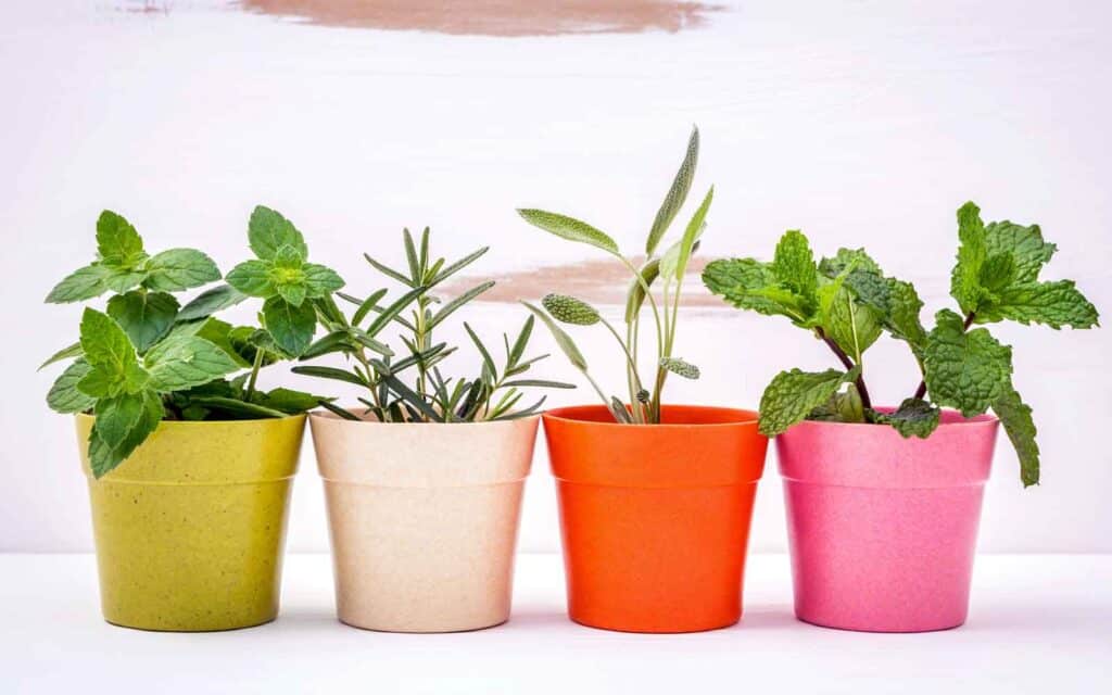 Four herbs potted in colorful pots. 