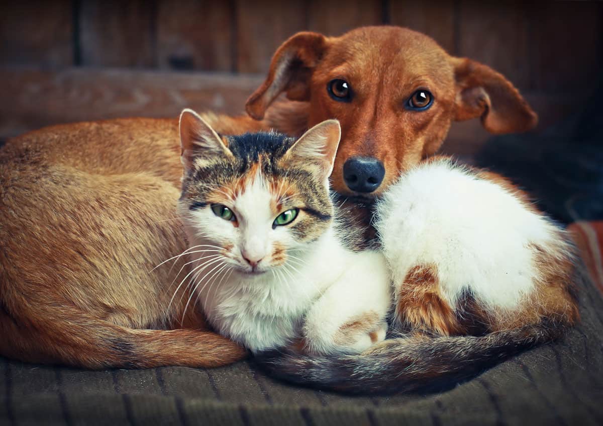 A dachshund and a calico cat cuddle on a brown blanket.