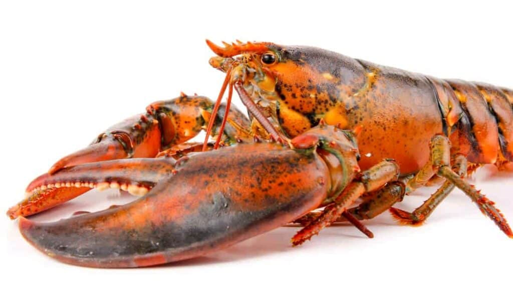A close-up of a live lobster with large claws and a speckled orange and brown shell is shown against a white background, perfect for illustrating how to cook lobster.