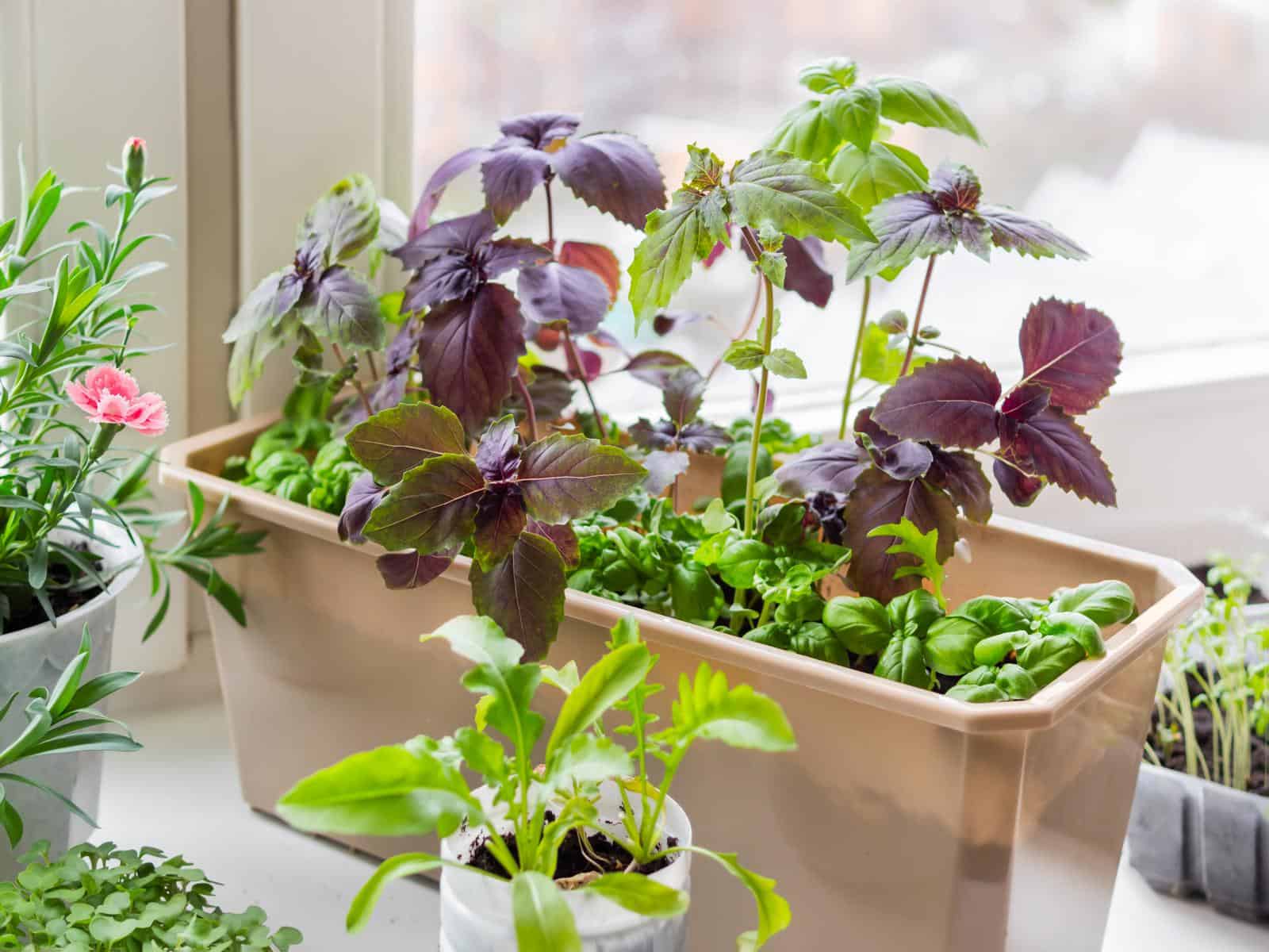 Herb garden in rectangular and round pots on kitchen window sill. 