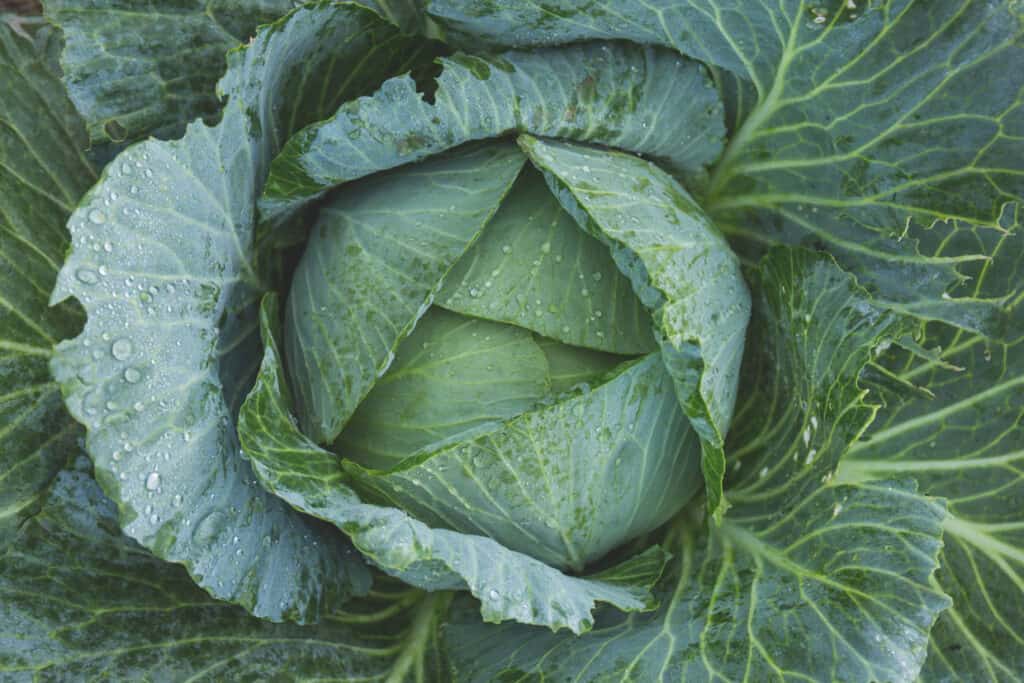 Green cabbage.