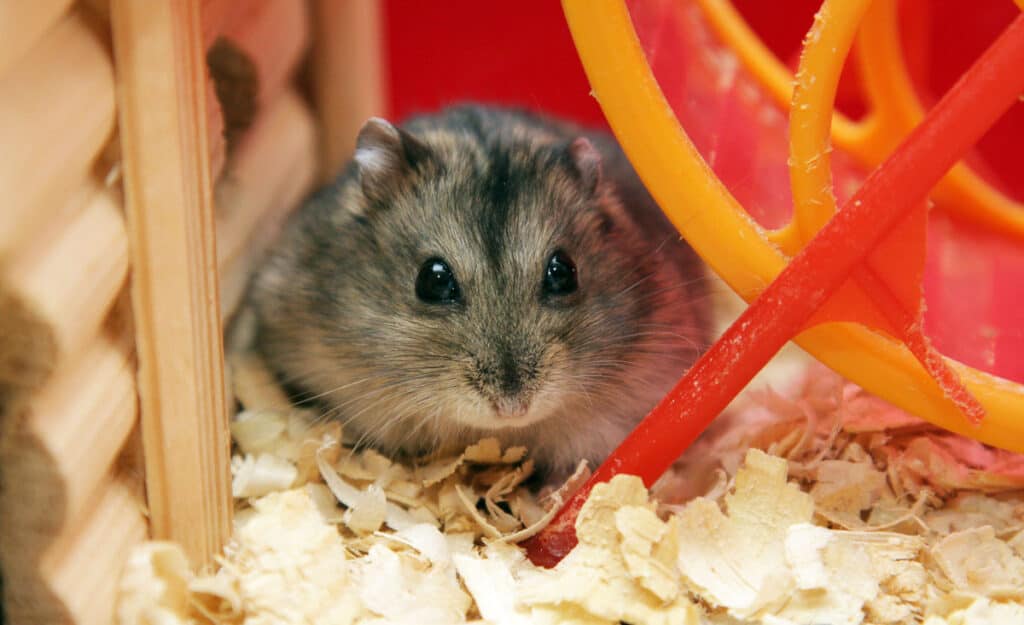 hamster on wood shavings with a wheel in the background.