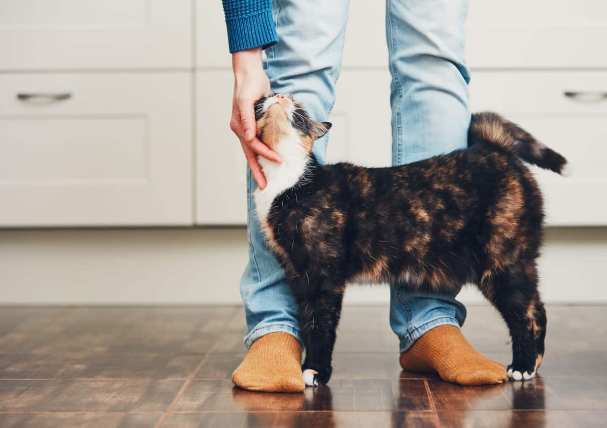 A man wearing blue jeans and orange socks reaches down to pet a calico cat.