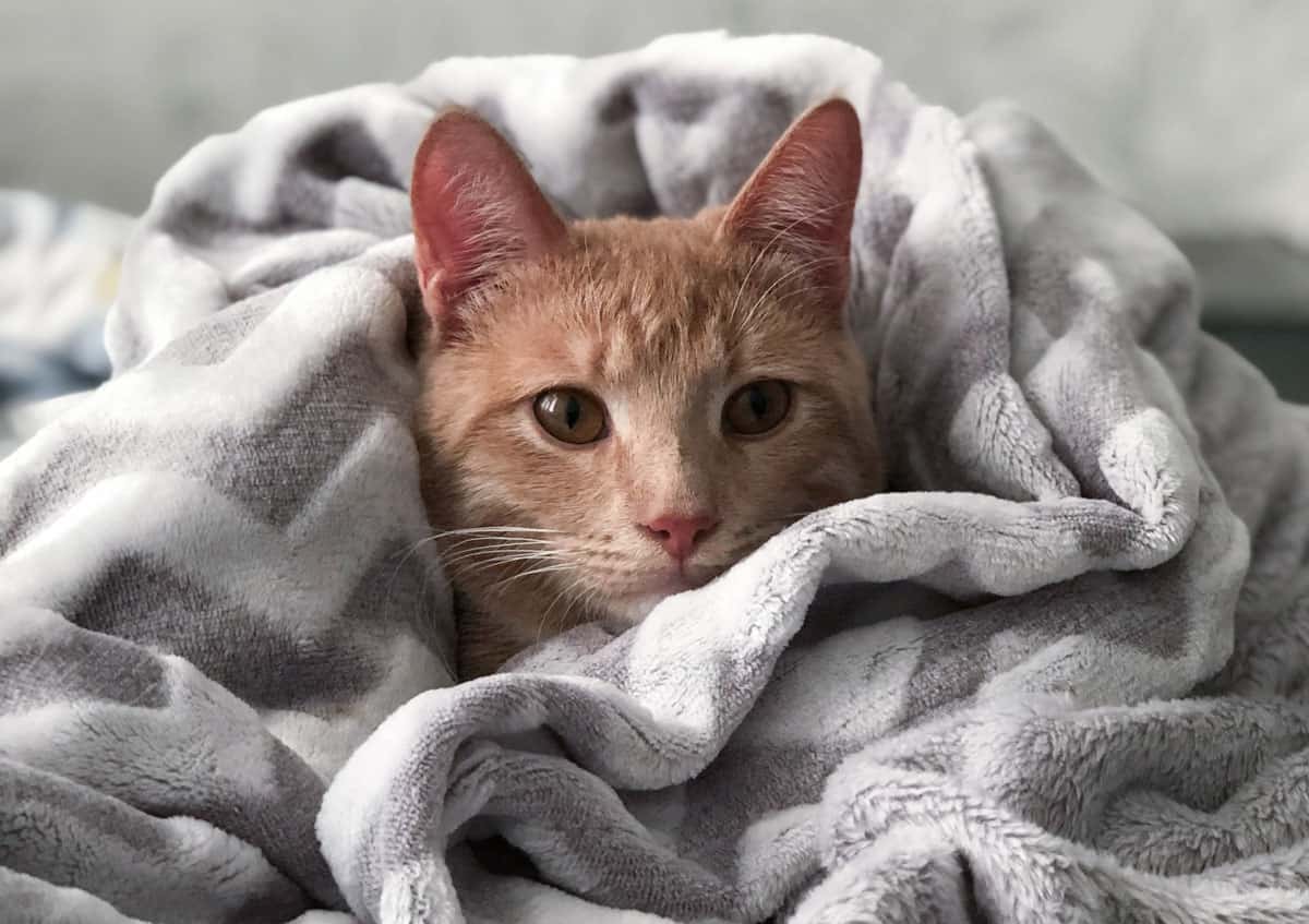 An orange tabby cat under a gray and white blanket.