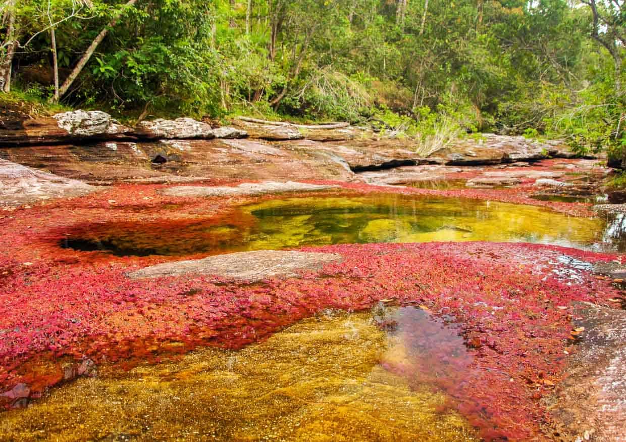 Caño Cristales, red and yellow river in Colombia.