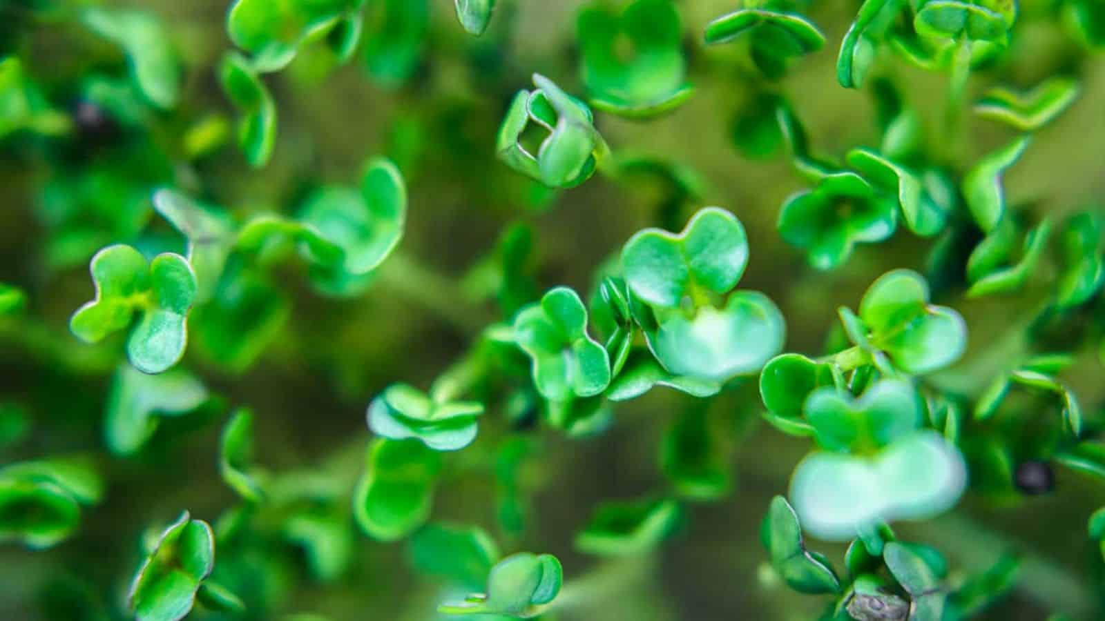 Close up of grown broccoli seeds.