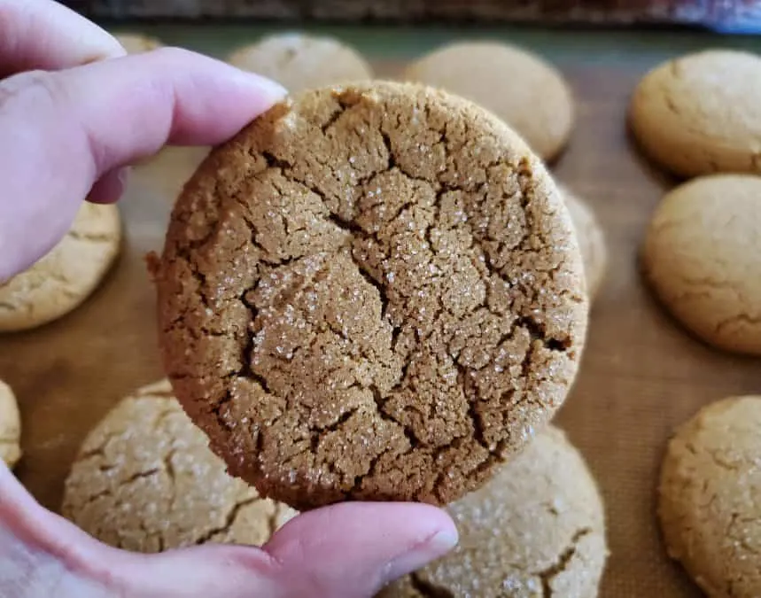 A hand holds a chewy molasses cookie facing the camera with more cookies on a baking sheet in the background.