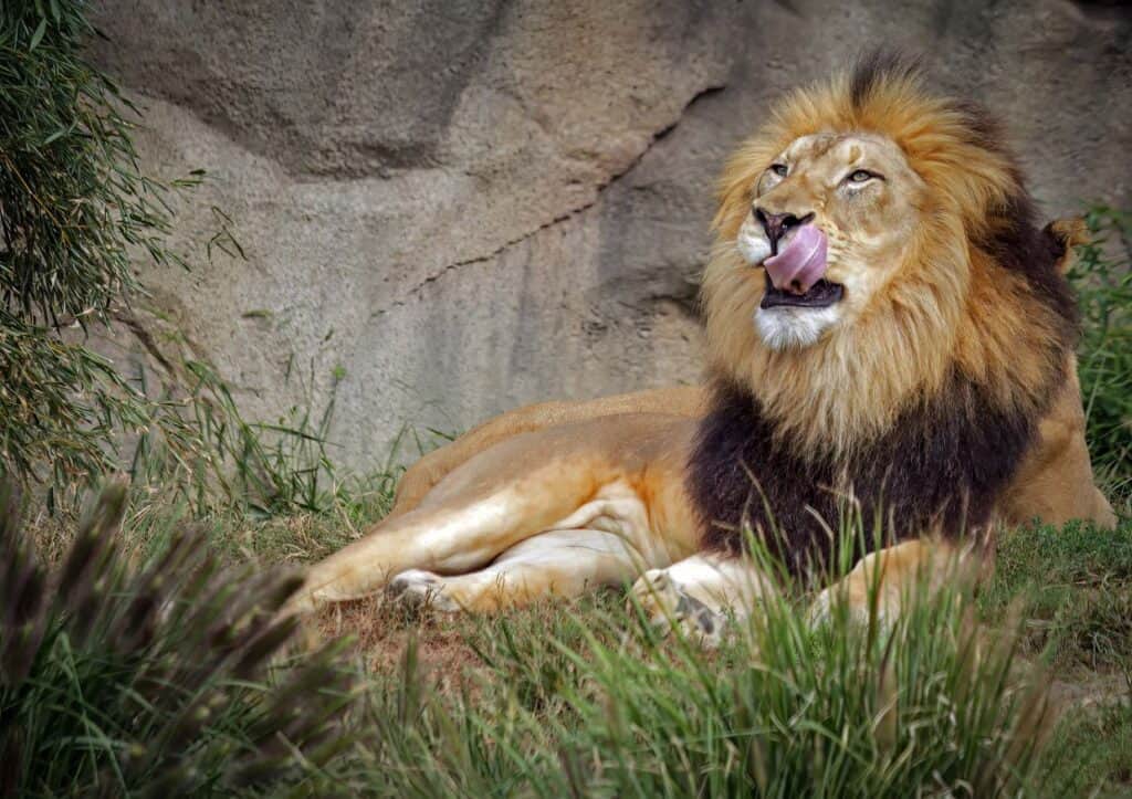 Lion licking his lips in tall grass at the Cincinnati Zoo.