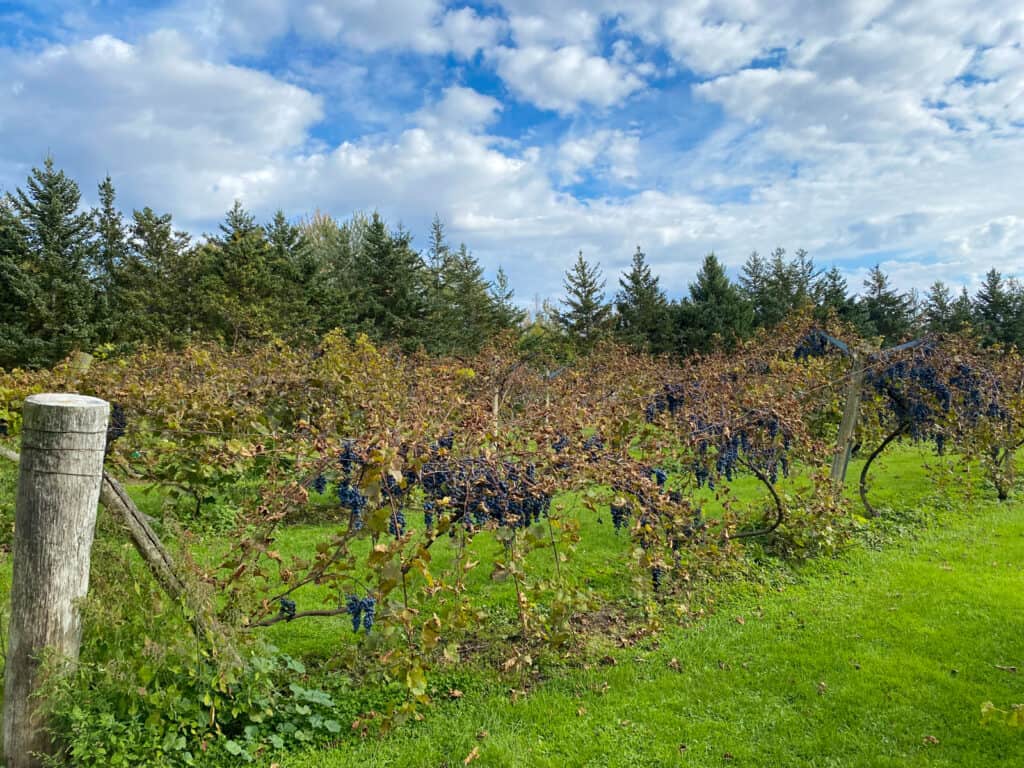 Michigan Vineyards with fruit on the vines.
