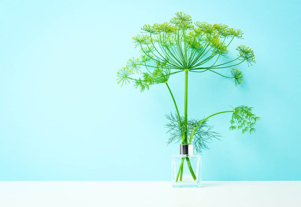Dill Bouquet sits in a glass jar in front of a light blue backdrop.