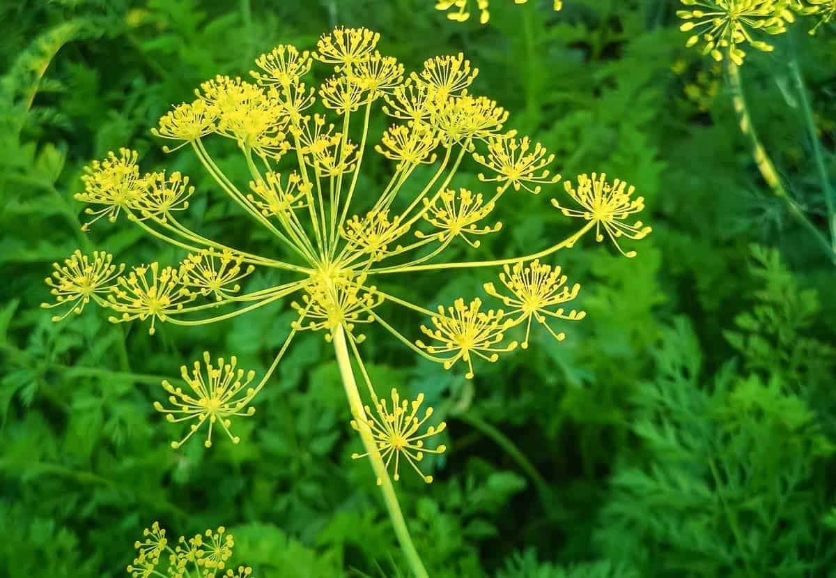 What's the deal with dill? How to prep, cook and store fresh dill