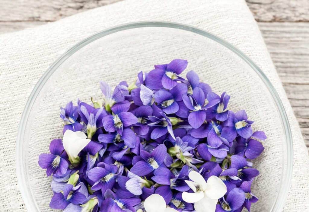 Fresh violet flowers on a clear plate.