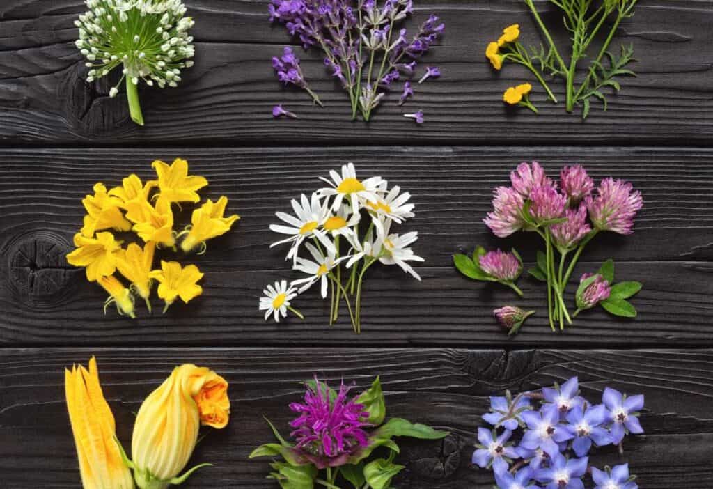 A variety of edible flowers on a dark background.