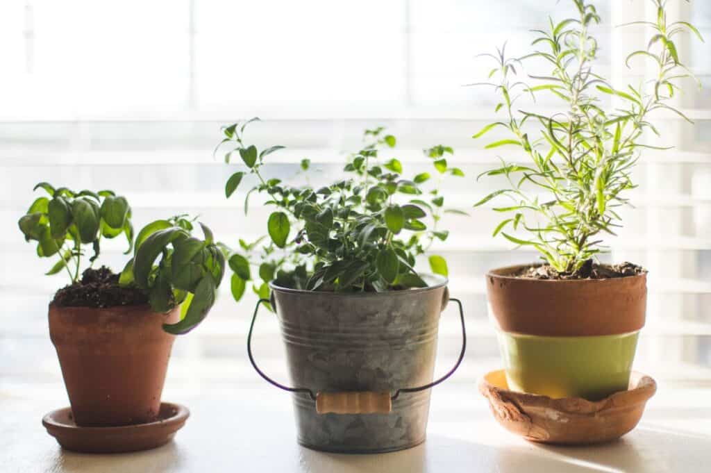 Three culinary herbs growing in pots. Photo credit: Unsplash.