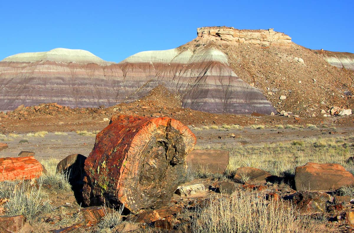 a piece of petrified wood in the Petrified Forest National Park.