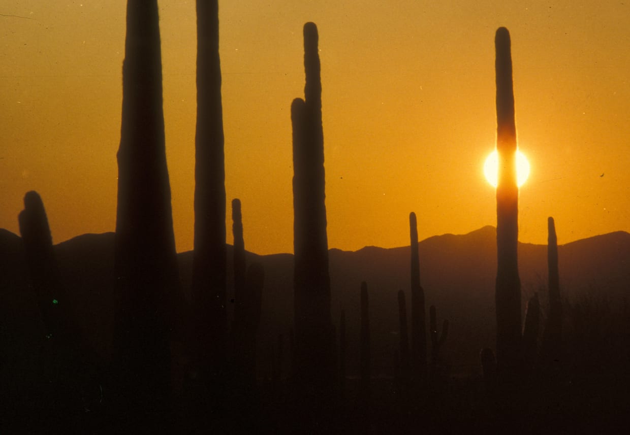 Saguaro National Park with cactus