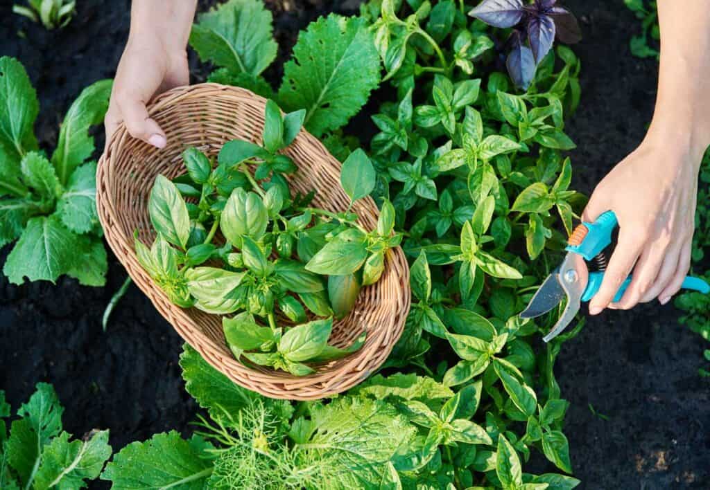 A woman's hands harvesting basil in an outdoor garden and placing it in a wicker basket.