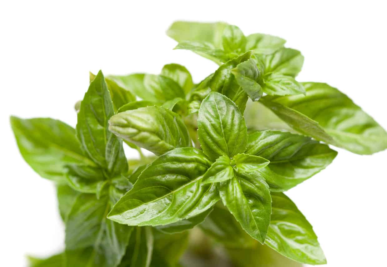 How to Prep Cook and Store Fresh Basil