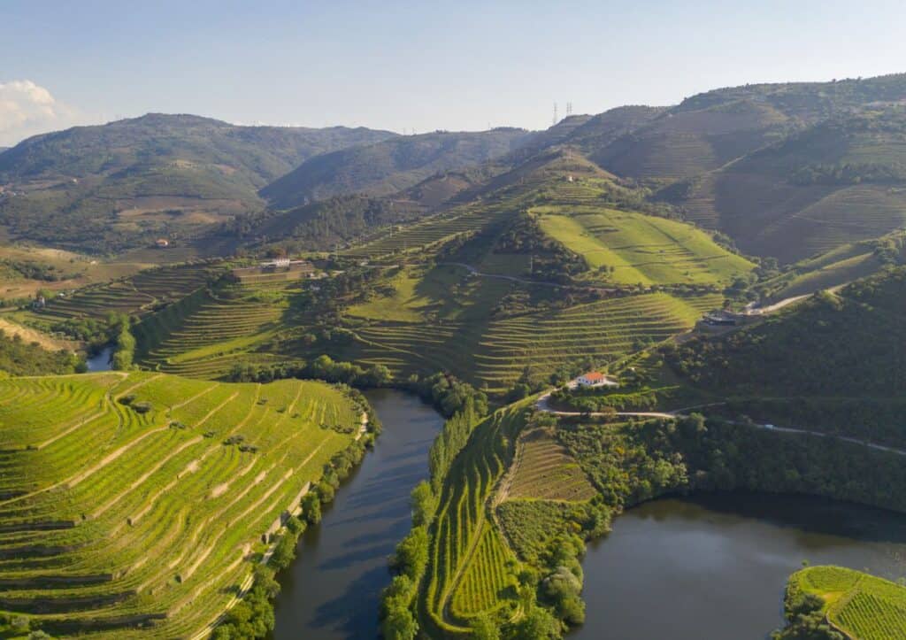 Lush green terraced vineyards of Douro River.