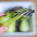 Hand holding grilled baby bok choy.
