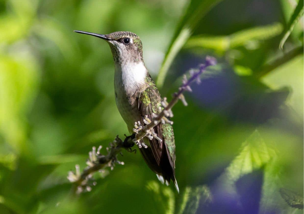 A hummingbird in a lush garden in Omaha.