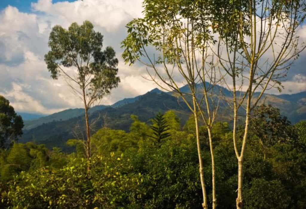 Green mountains framed by green trees in Northern Colombia.