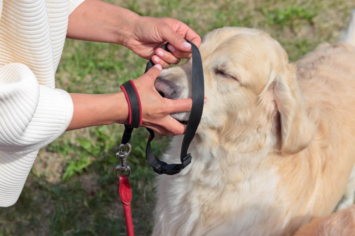 how-to-find-the-best-dog-leash-for-your-pup